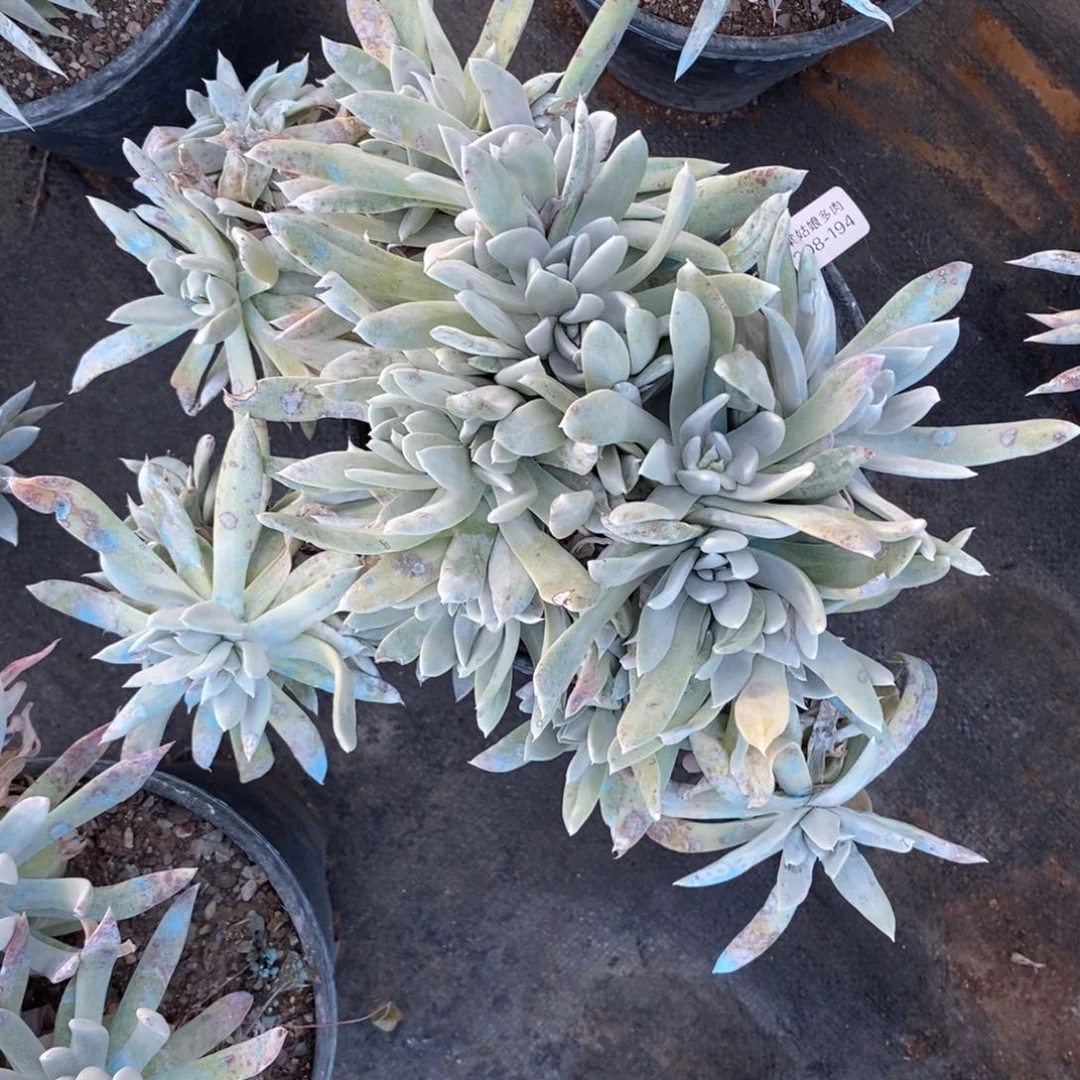 194号苹果叶大群瑕疵