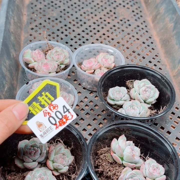 多肉植物多肉植物