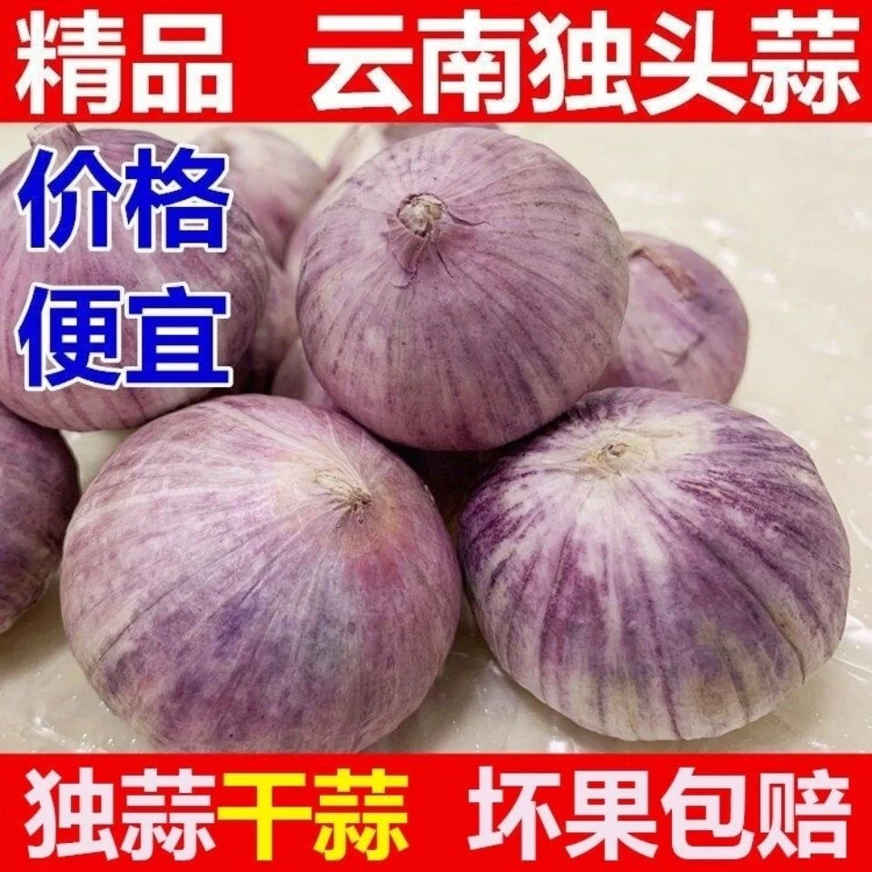 食香九镇农家紫皮独头大蒜头香辣饱满可用于辛辣调味直径2.5厘米