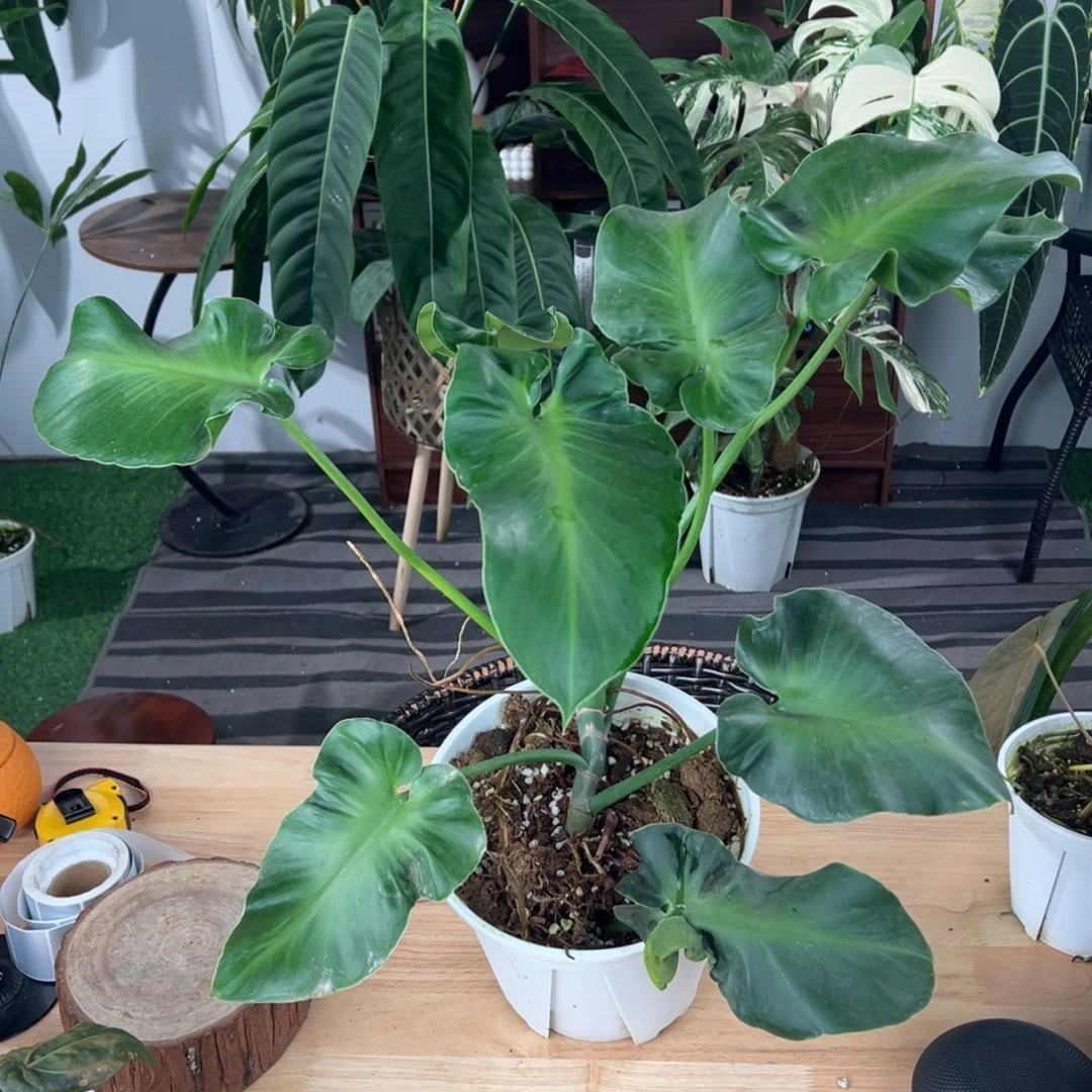 完全开放老桩卷叶猪皮