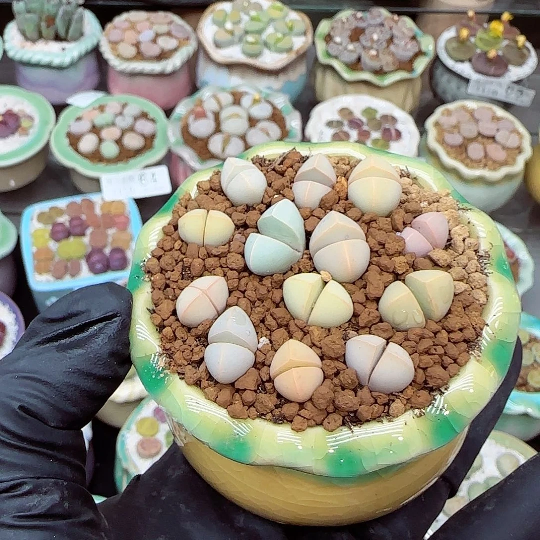 生石花满18包邮1110-98