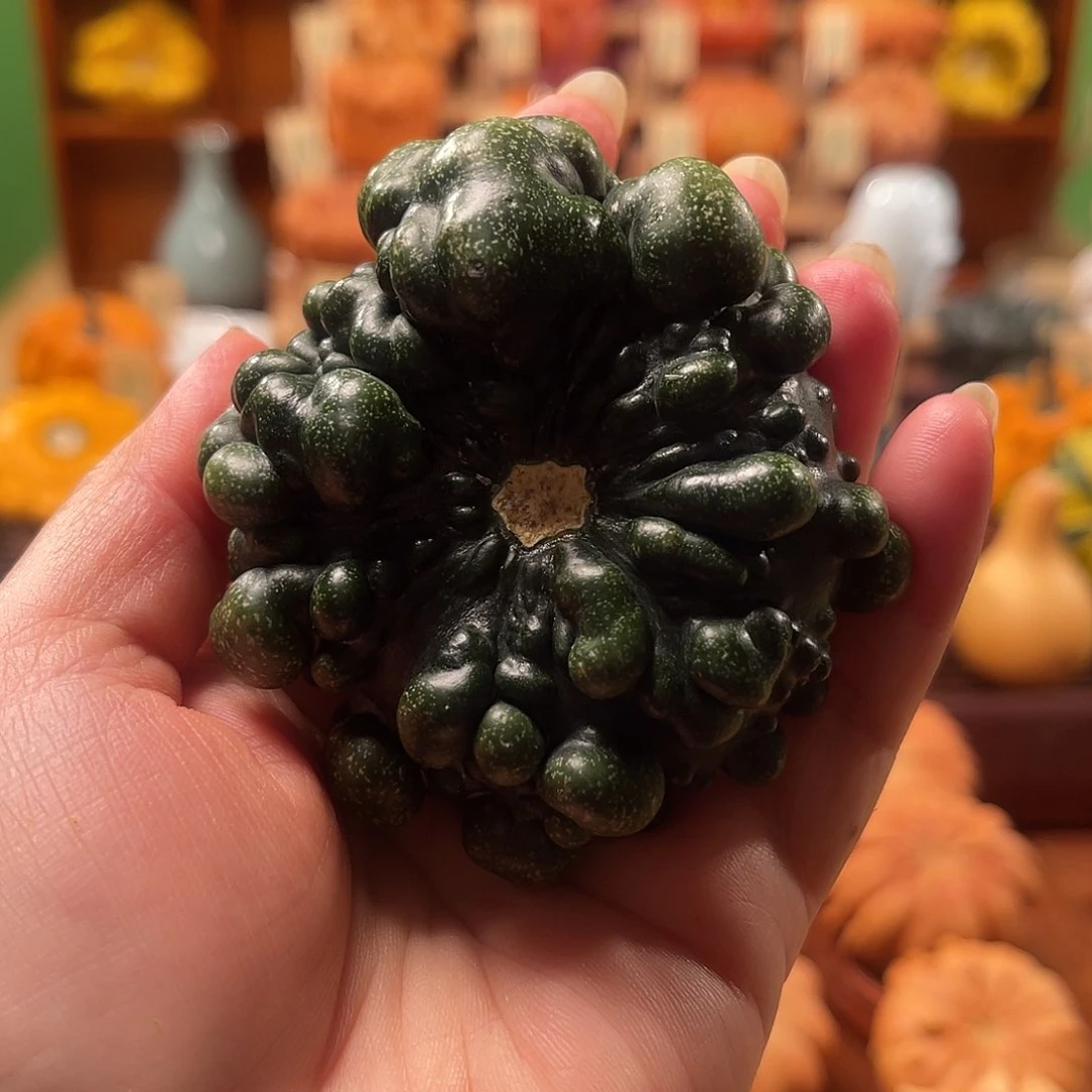 冰*仓墨西哥葫芦突泡疙瘩