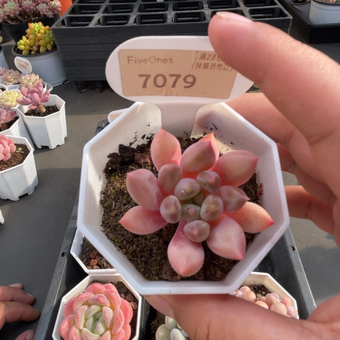 7079红蜻蜓 4.0厘米