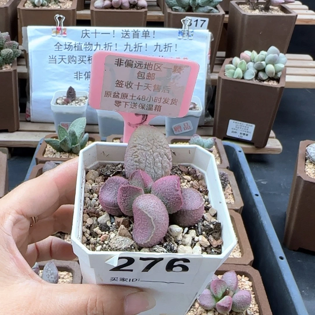 君**鸡276赛猪肝多肉植物