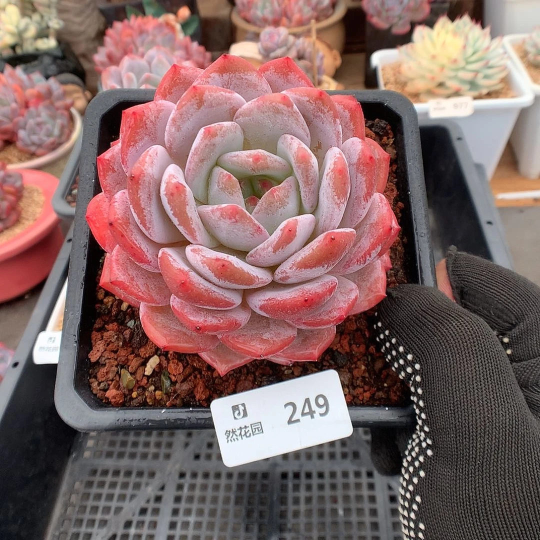249星橙多肉植物66666