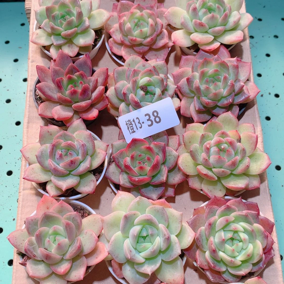 13-38一物一拍多肉带盆18颗