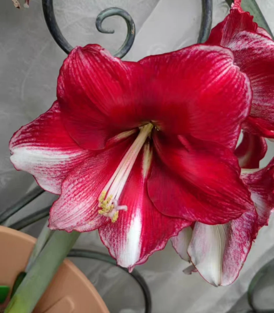 朱顶红-美国梦3厘米