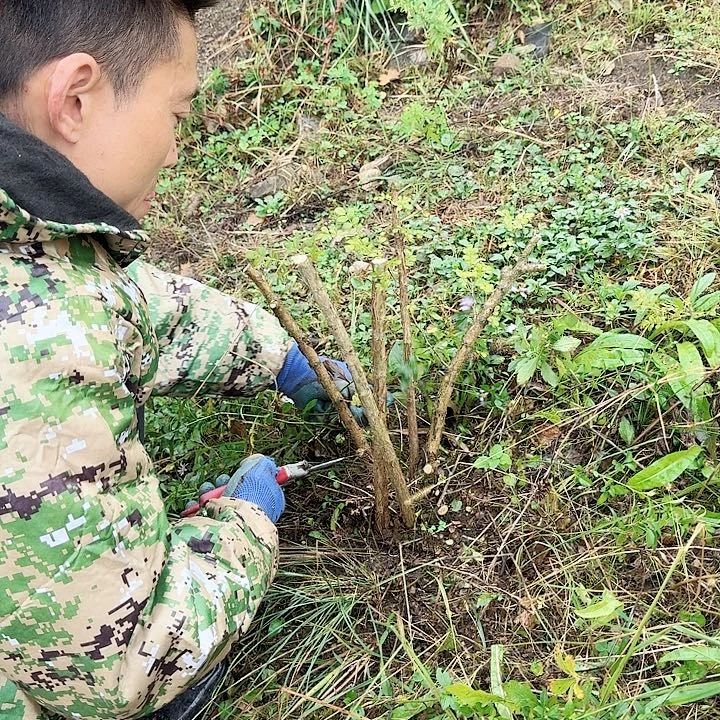 奶***的完全开放刺梨一颗