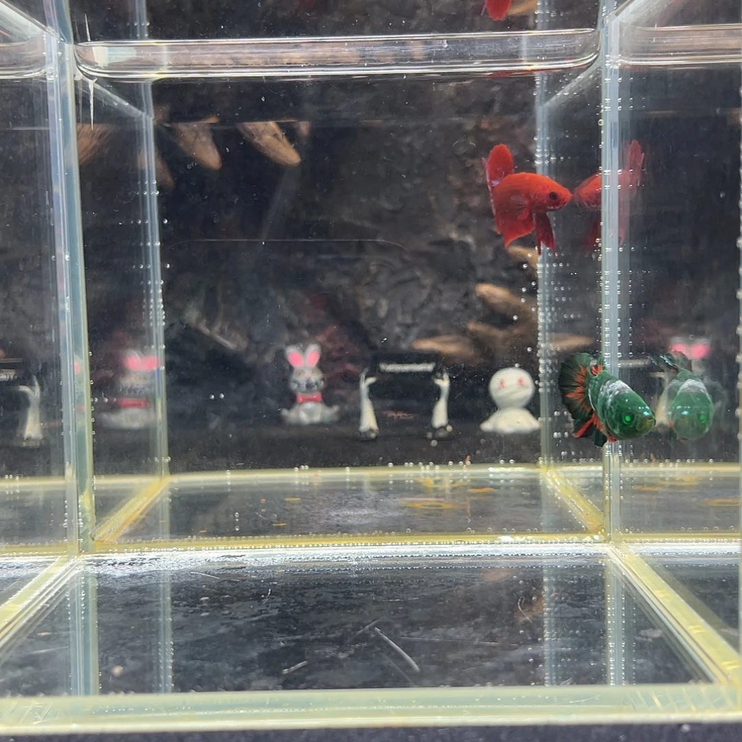 斗鱼九月二十四日竞价