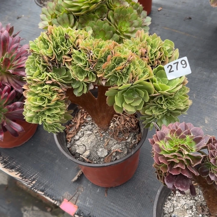 李****多肉植物生长发育279