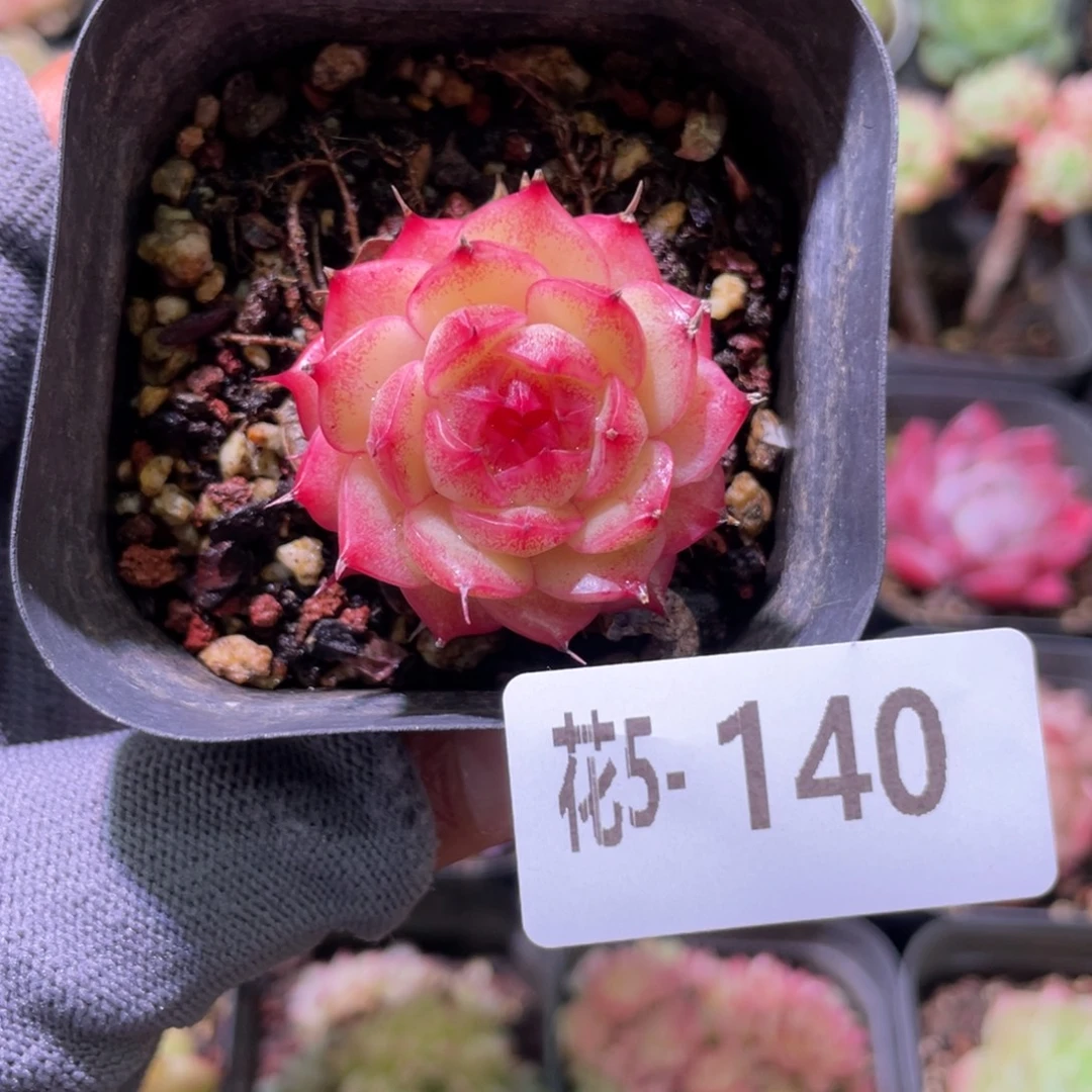 花利美 5-140海王