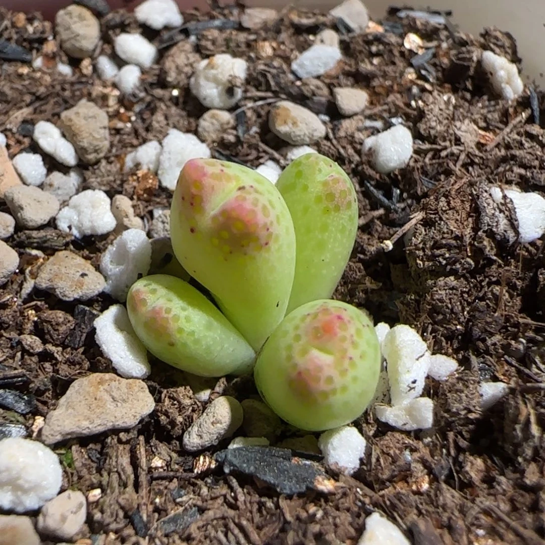 肉锥多肉植物组合-草莓斑马1546