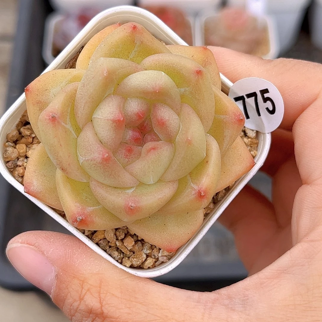 775  放漏 新品珍妮 满18包邮