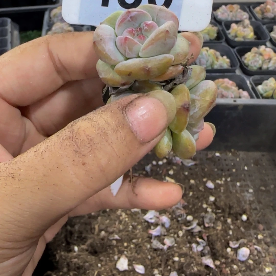树****480 号一物一拍特价