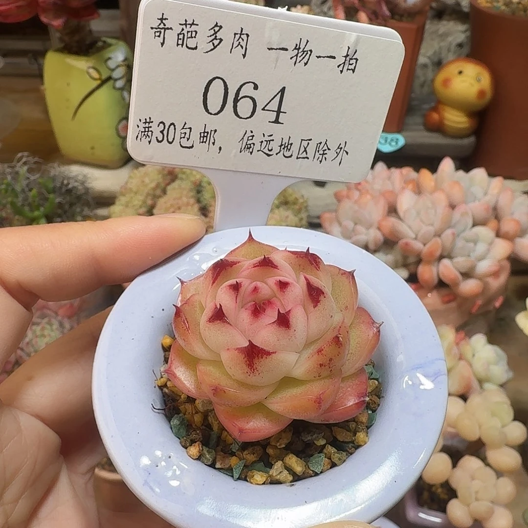 064 多肉含盆盆土 30元包邮非偏远