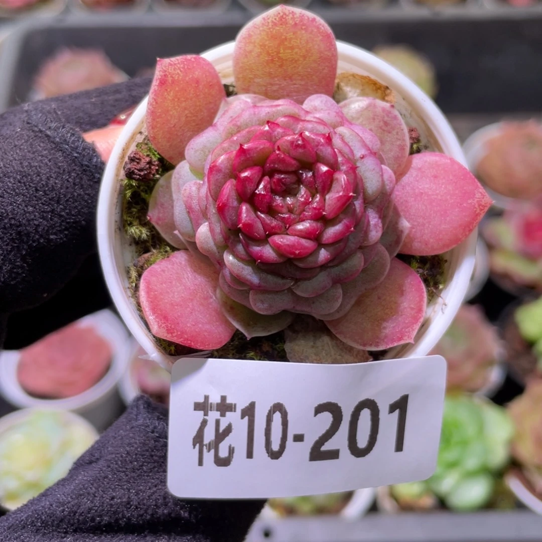 花利美10-201落霞