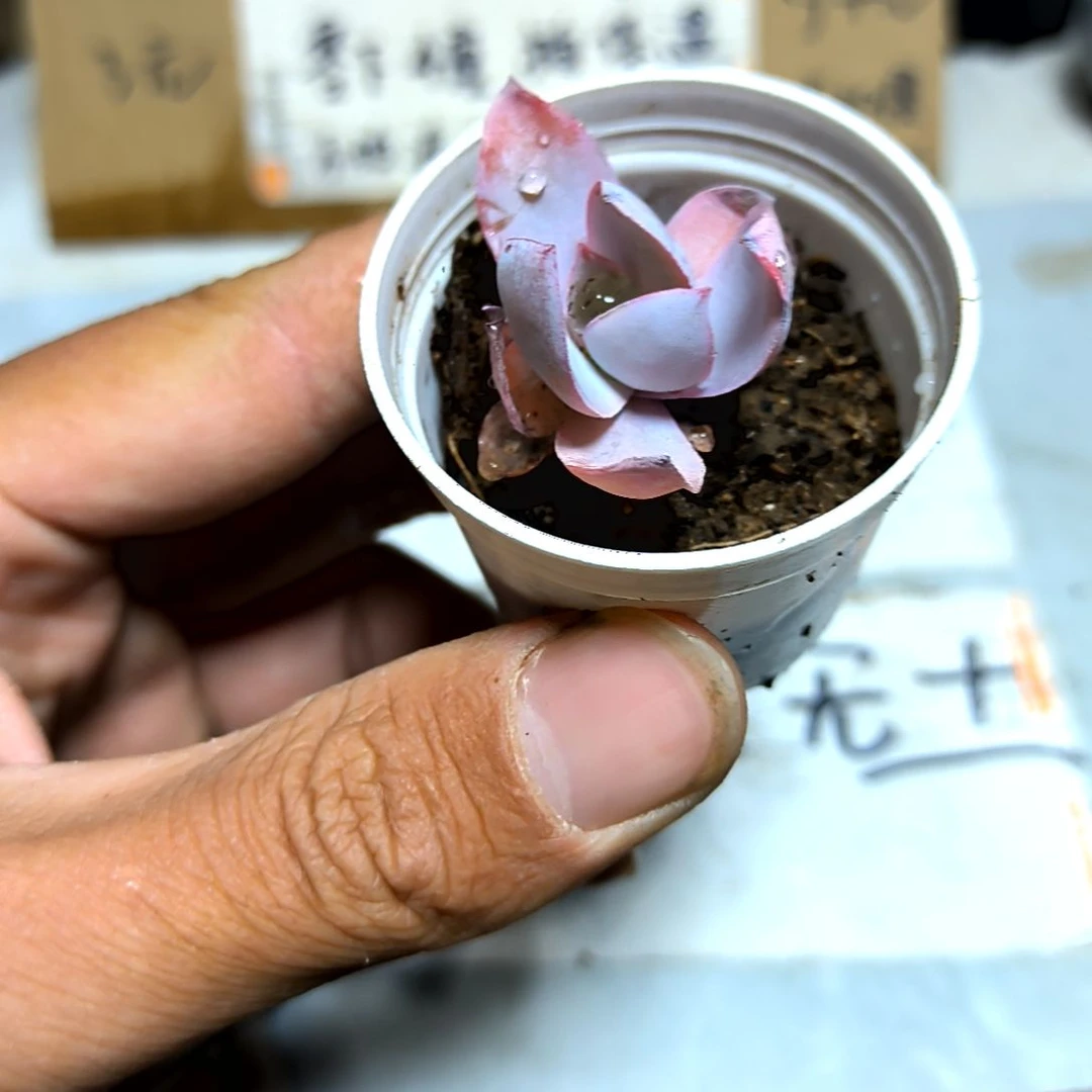 满6元包邮，广寒宫小苗拇指盆