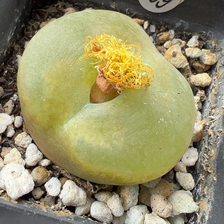 369号双11福利不代表平时价格