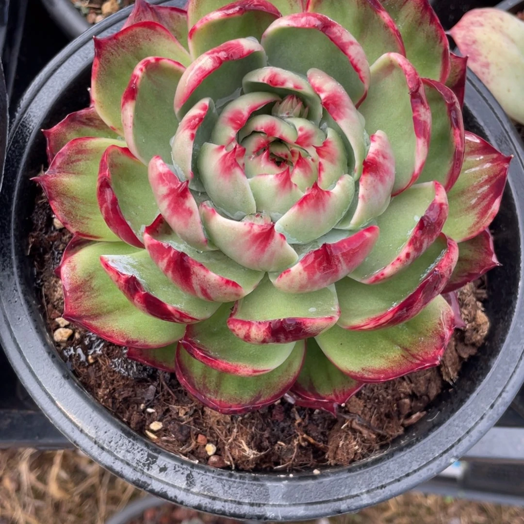 惊鸿仙子冠服15左右