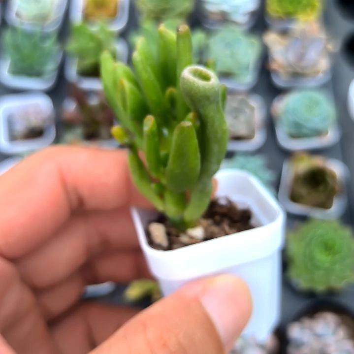吸财树，满5元包邮，