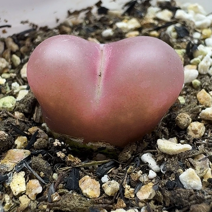 老马生石花2.3吕红1021