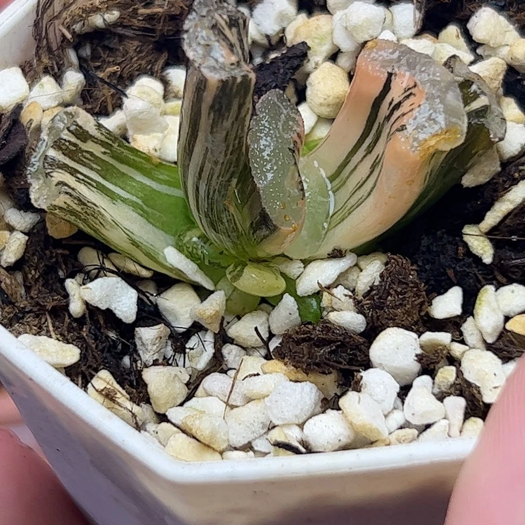 浮藻玉扇锦十二卷多肉