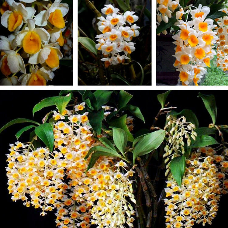 超香球花石斛苗盆栽兰花苗下个月来花苞可室内种植