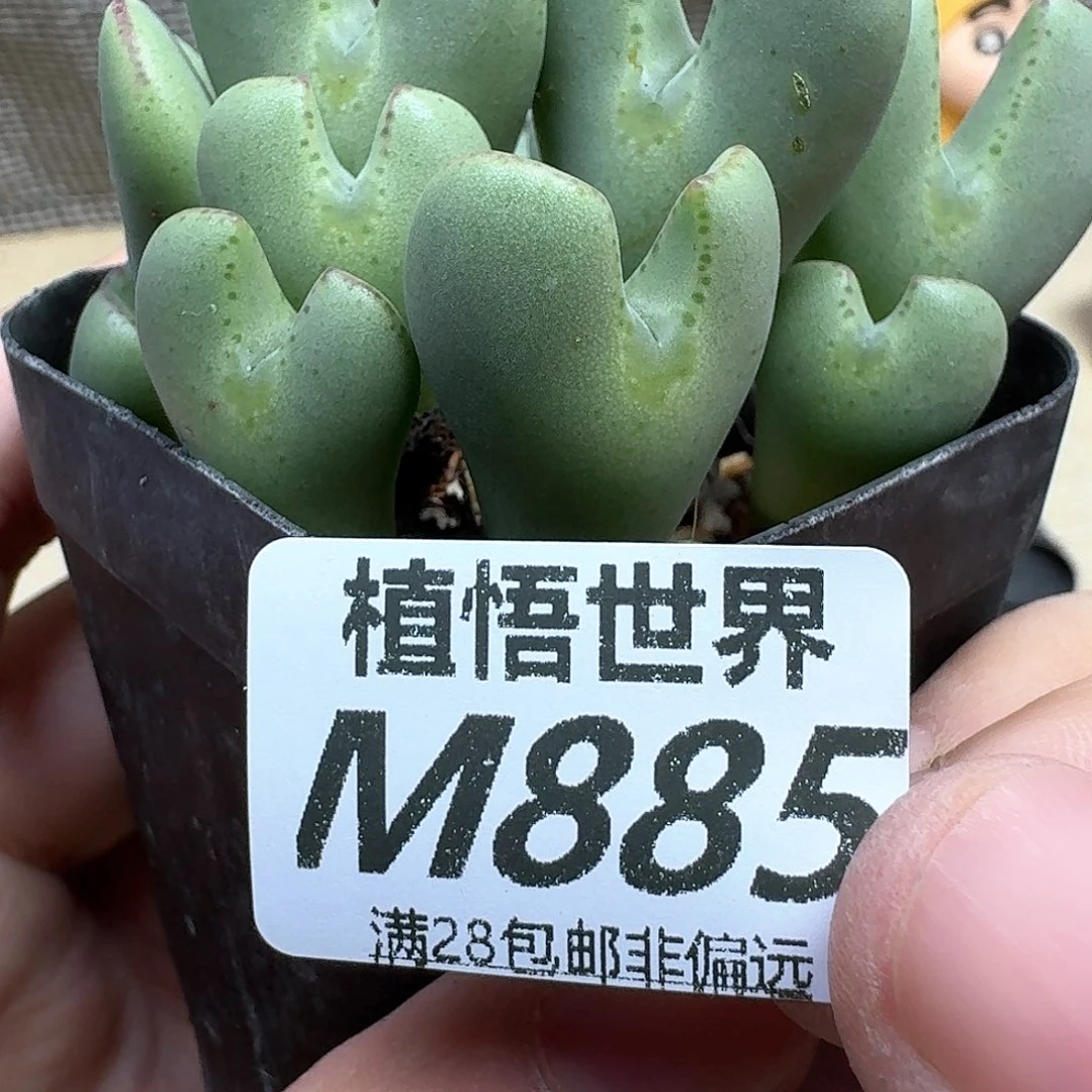 多肉植物多肉植物