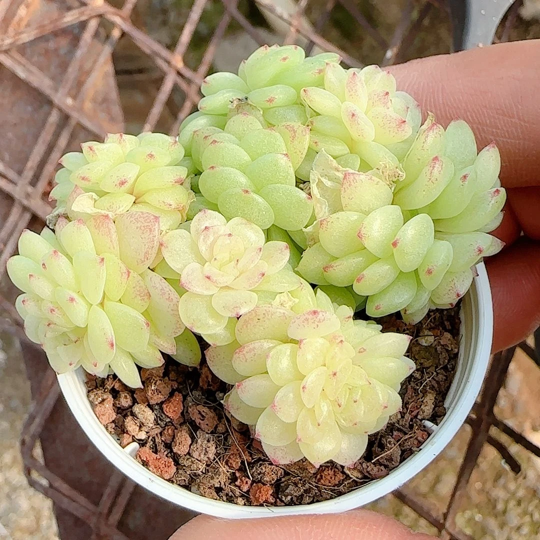 1207-96（ht-21）优选