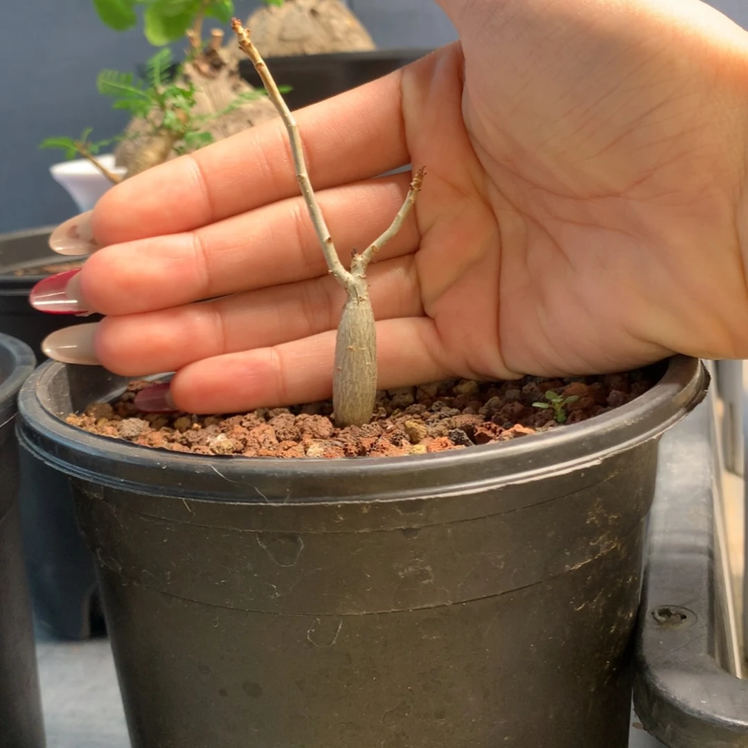 皮皮虾裂榄实生实生