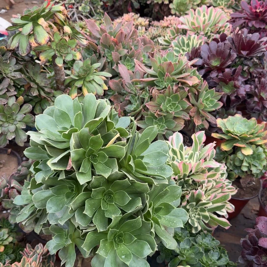 多肉法师满28包邮断枝不包，不寄养当天凑满单