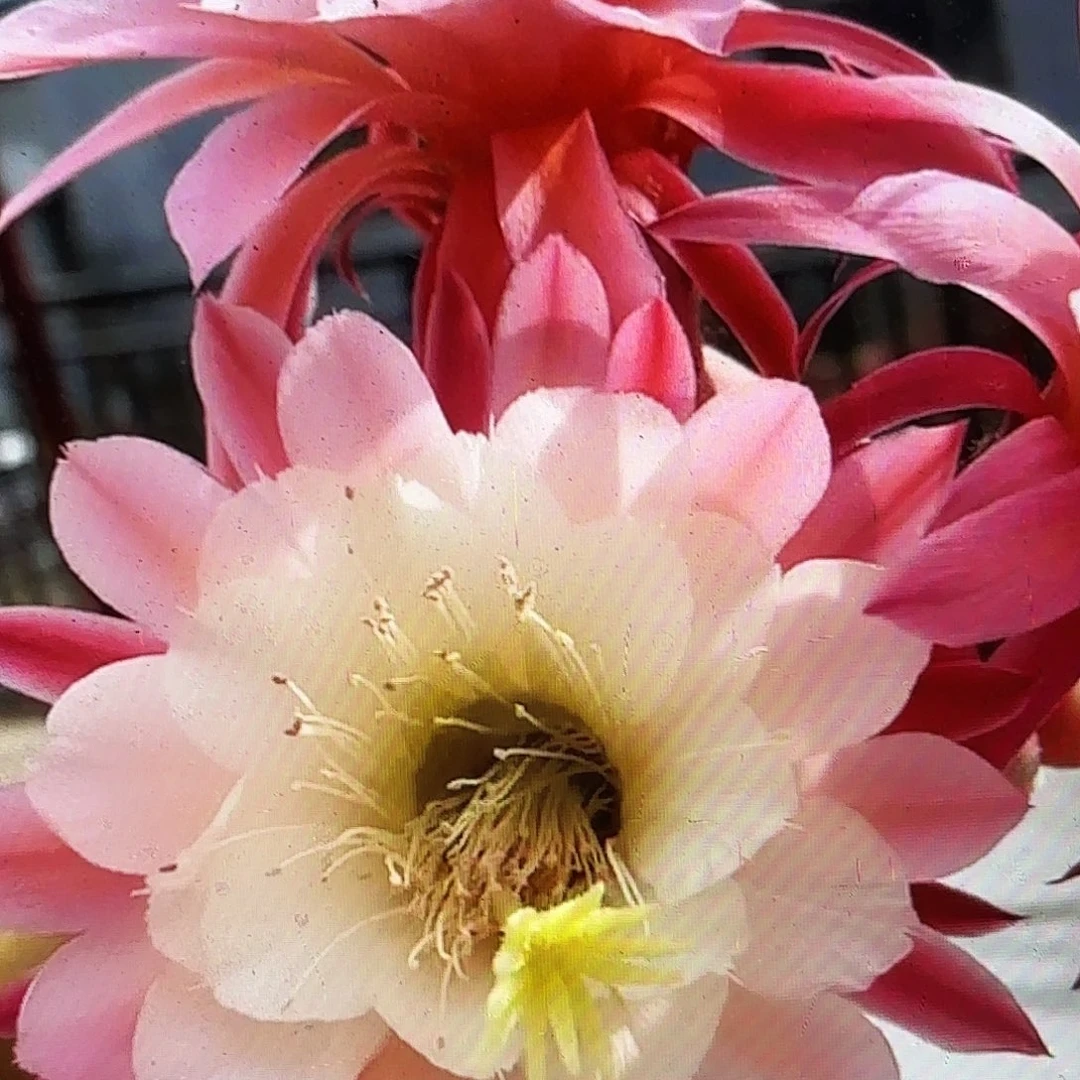 金一金妞侧牙20包邮2