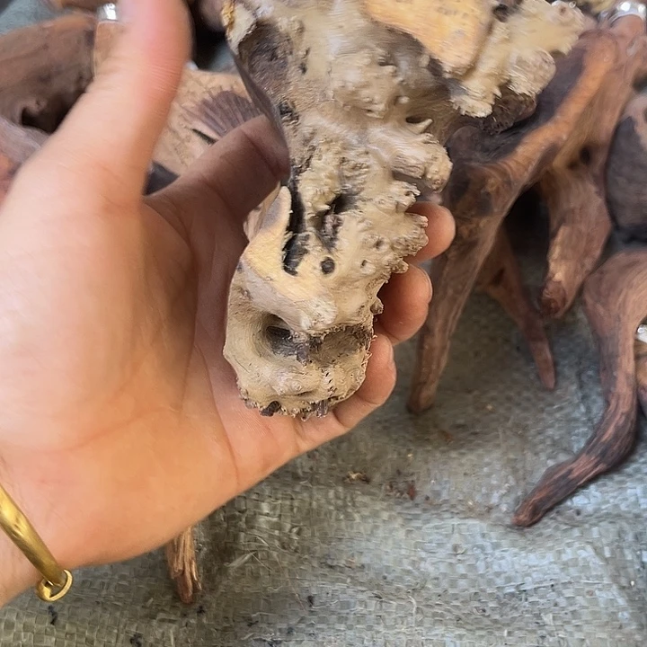 香榧木麻梨的小可爱来了