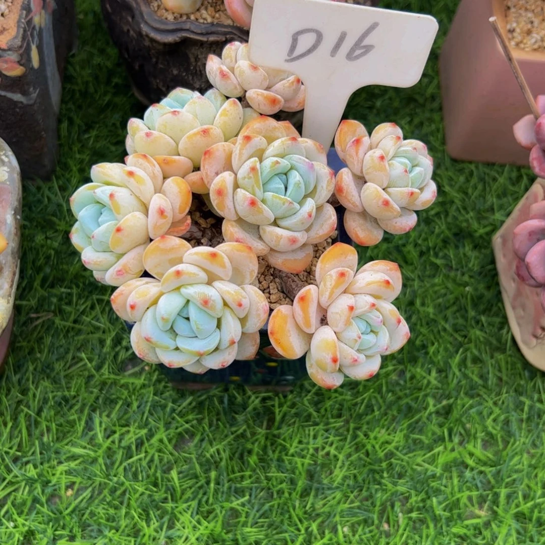 琳**点小老桩冷香多肉植物