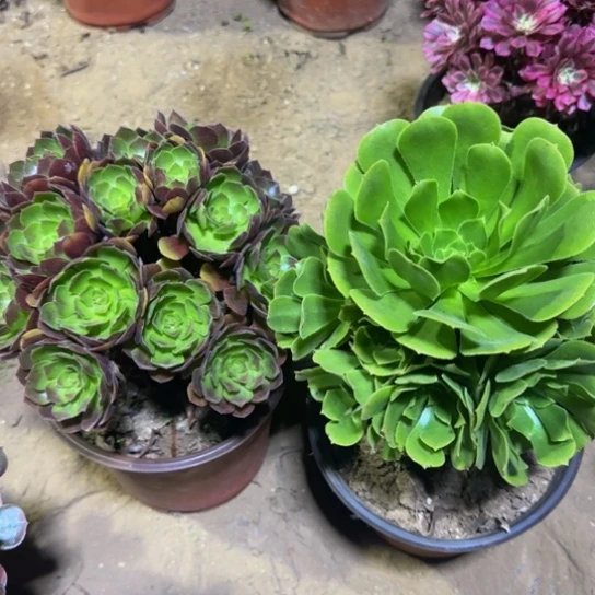 绿玫瑰9.9黑玫瑰掐心9.9