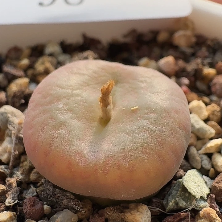 96 铜壶杂交肉锥。