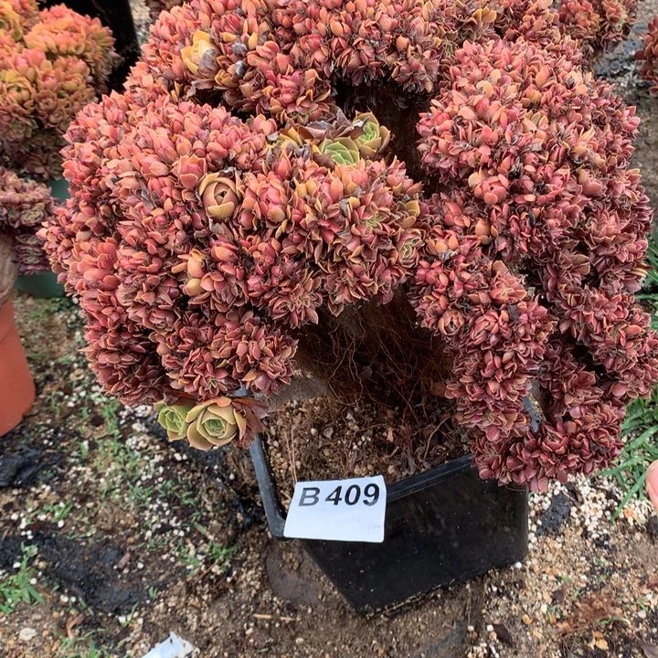 409号玫瑰朵朵脱土发货啊