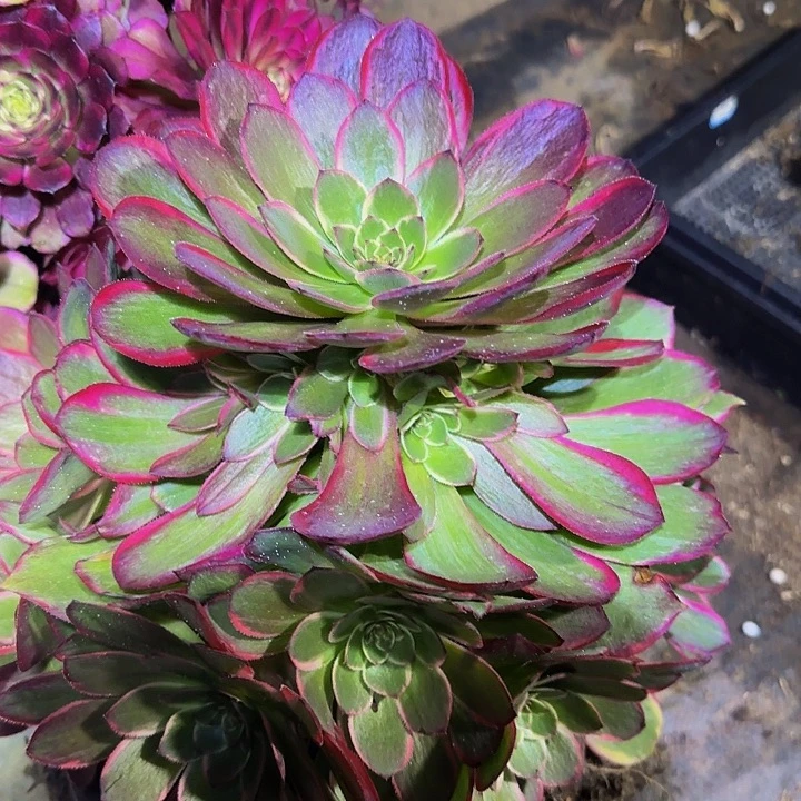 精品粉花妖捧花特价亏本福利