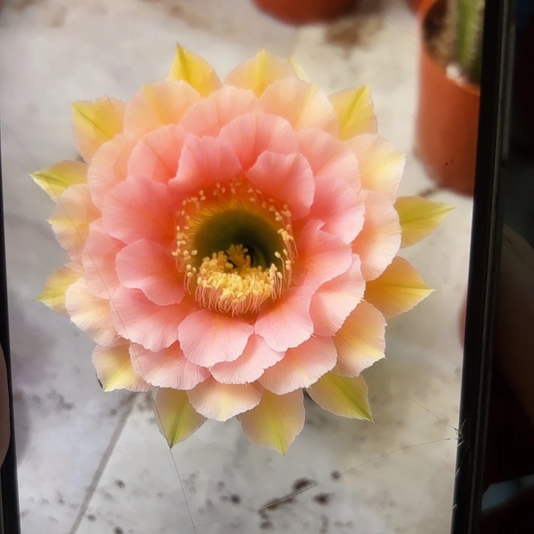 彩草美人鱼6公分左右有瑕