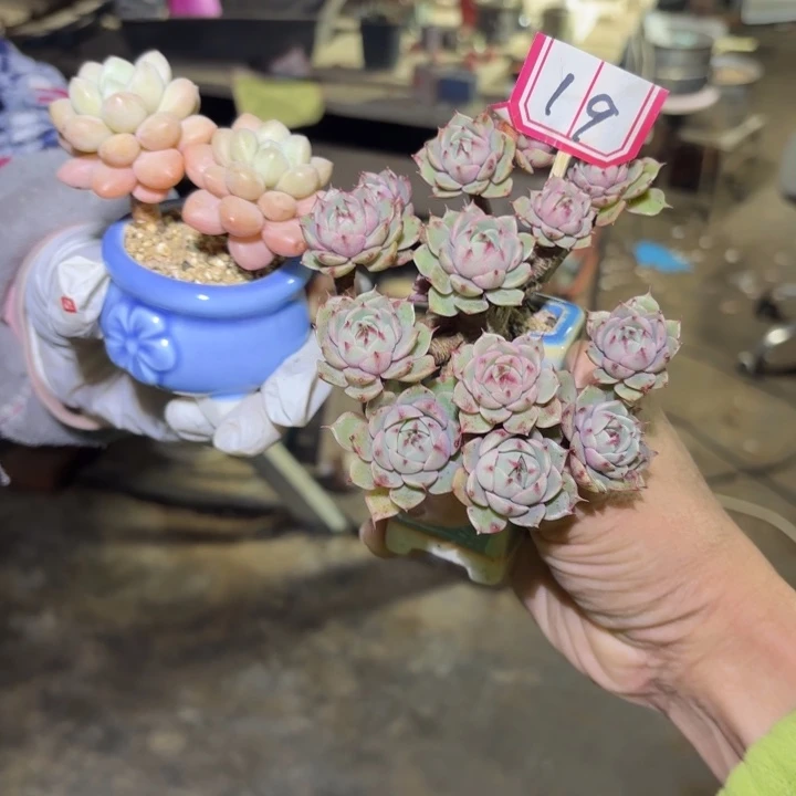 本吧大老庄一颗大大的