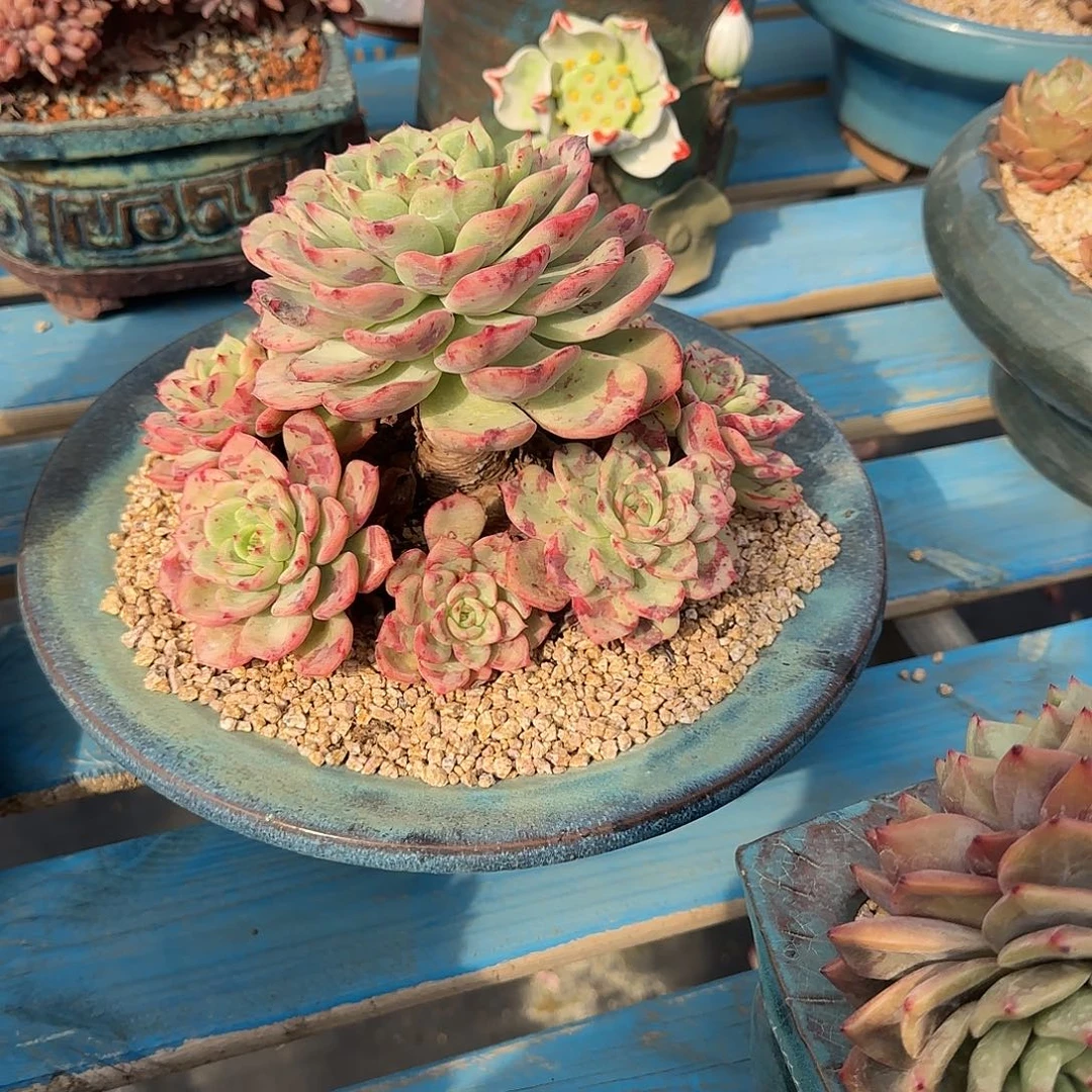 ****࿐一物一拍，三文鱼处理