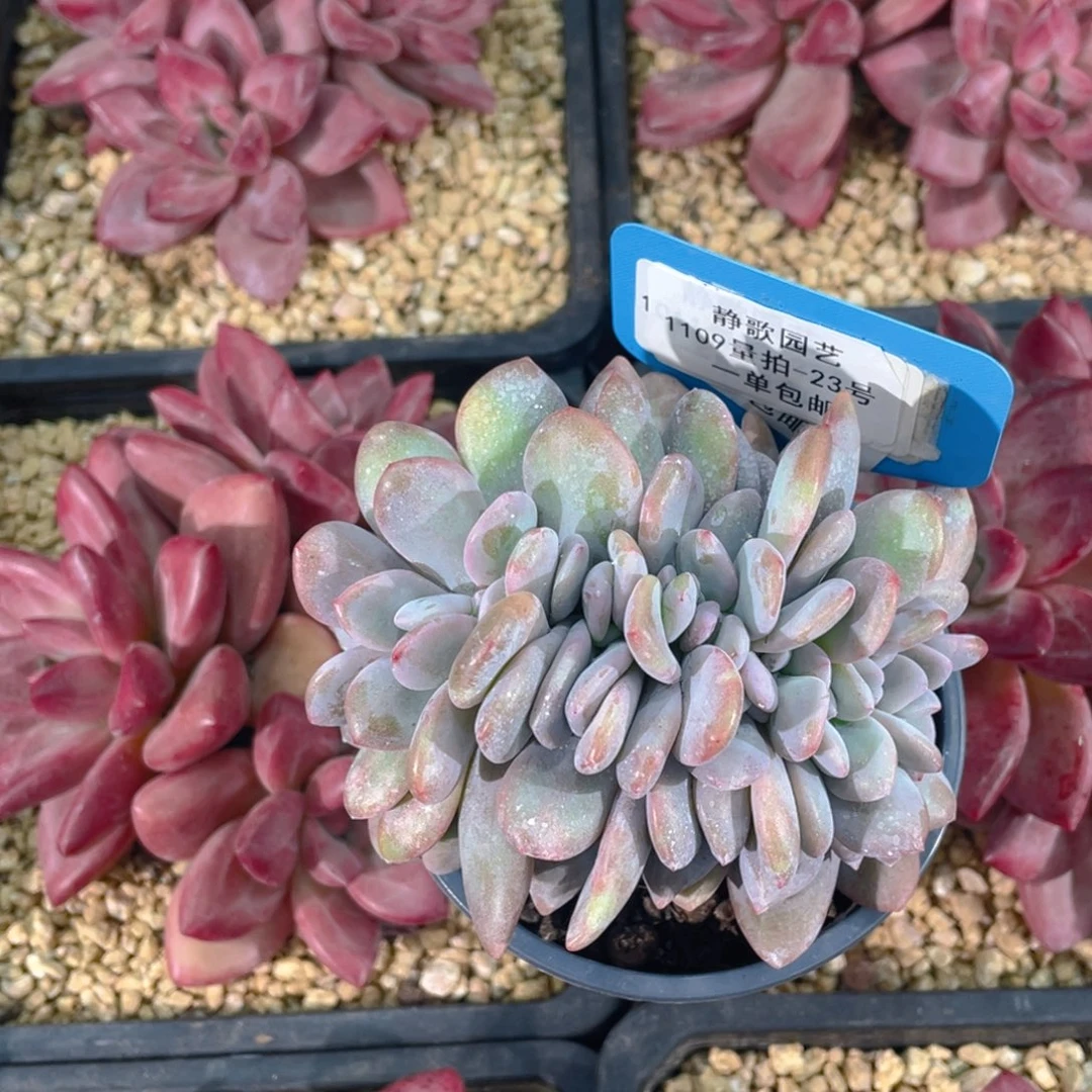 1109-23-粉兔缀高板一颗