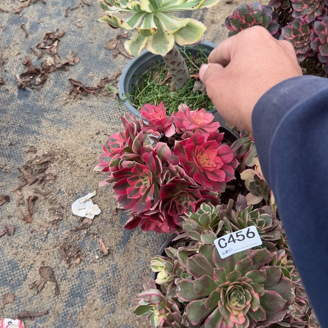 *****456五颗组合多肉植物法师