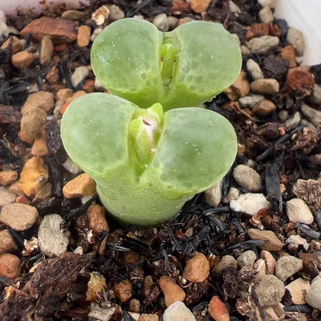 254多肉植物种类多样