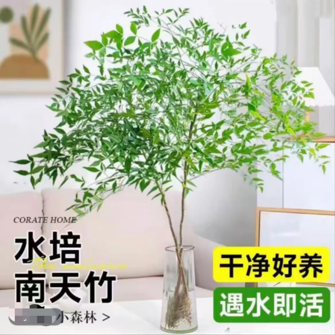 【带根发货】南天竹水培盆栽植物室内客厅好养绿植花卉