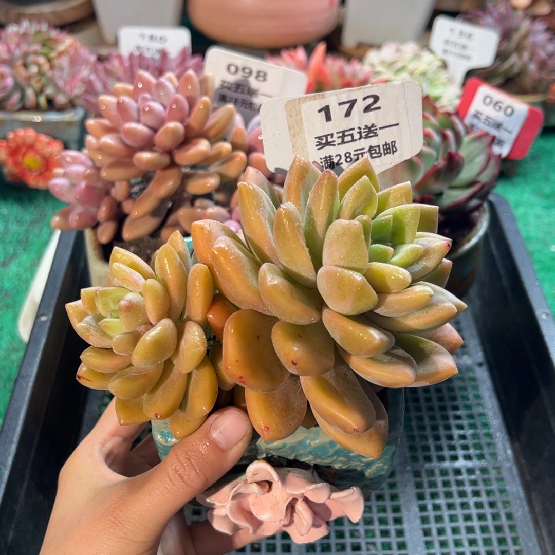 表妹精品多肉植物172.
