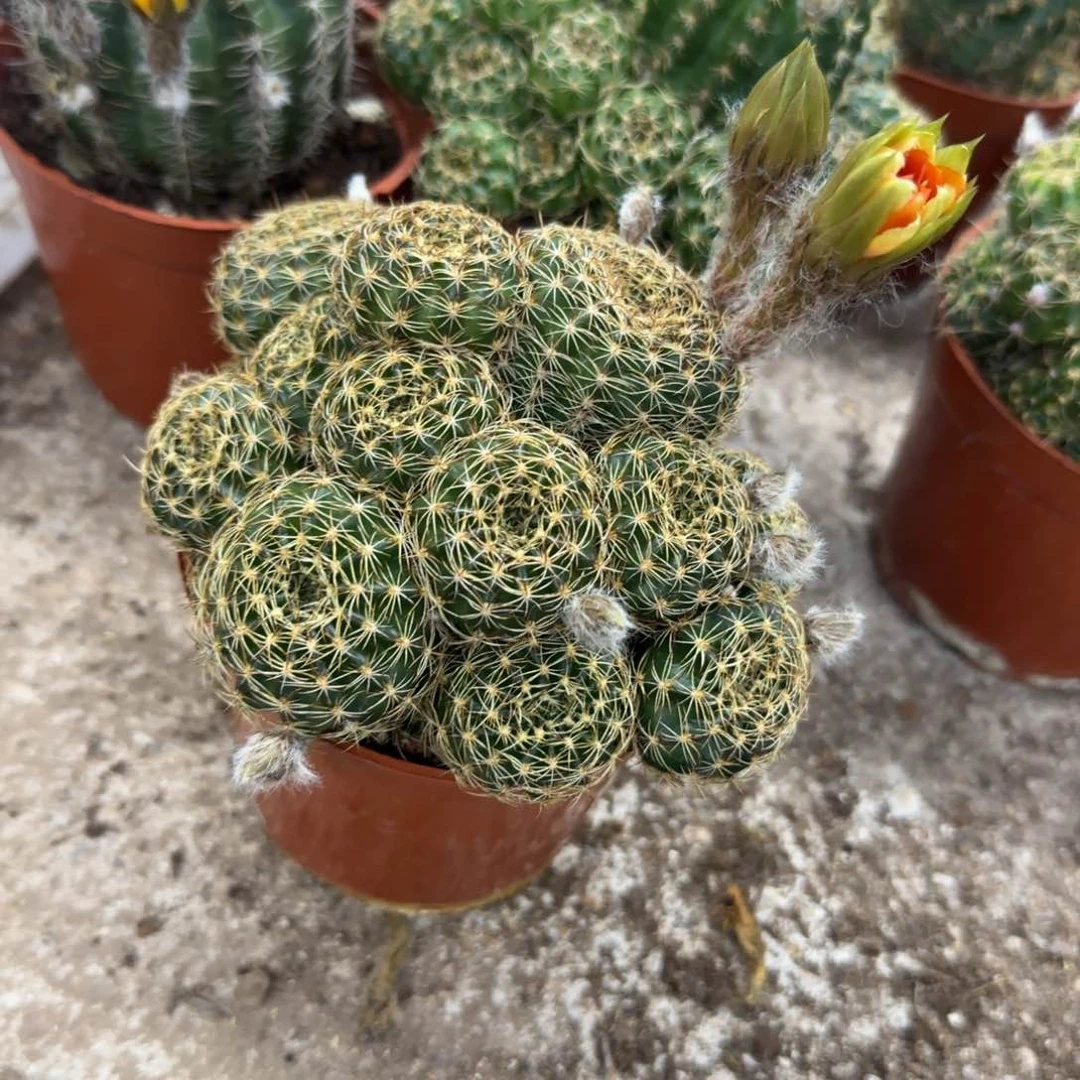 6****9花花花花花