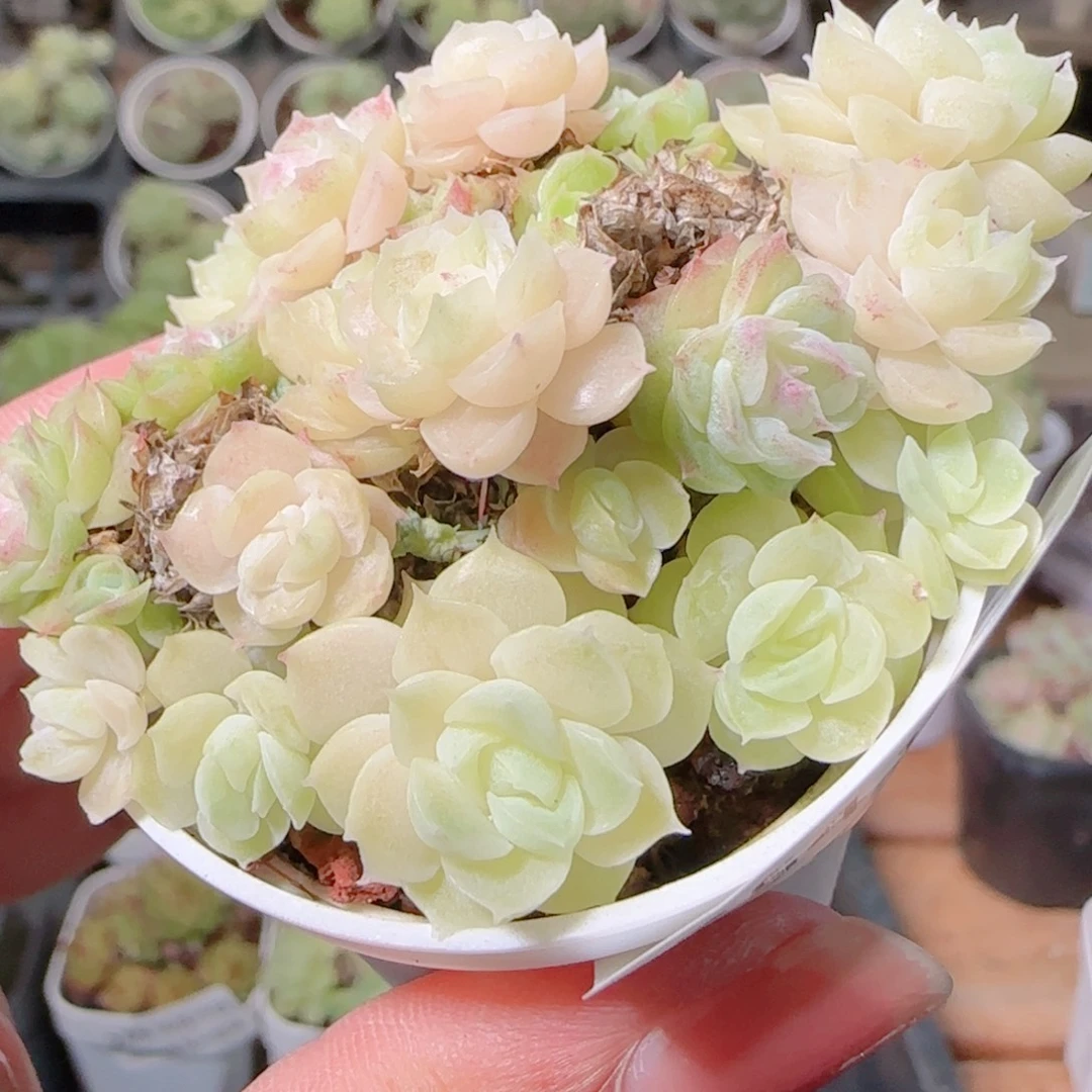 花语逸镜1029-254散