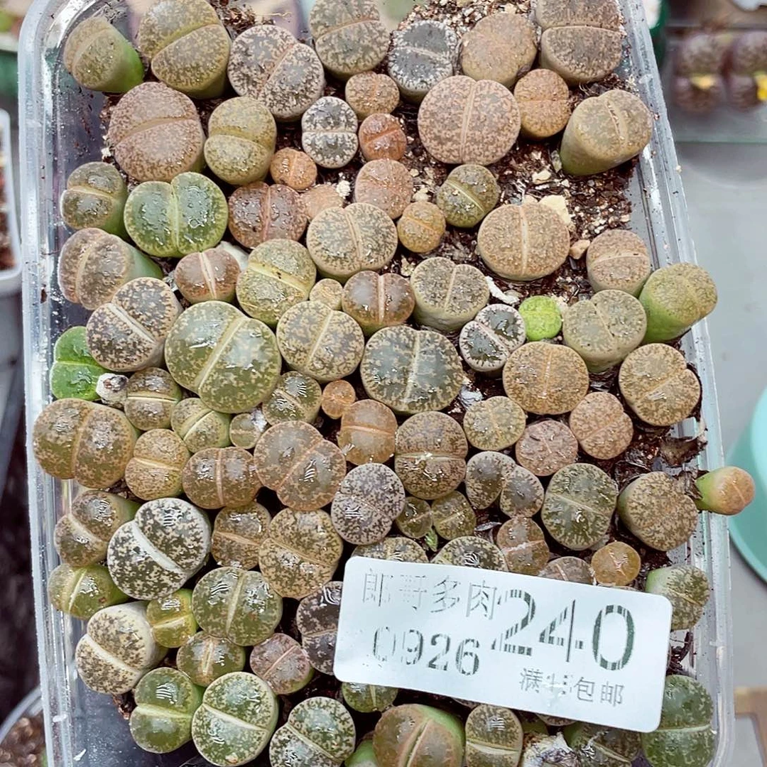 生石花满18包邮0926-240