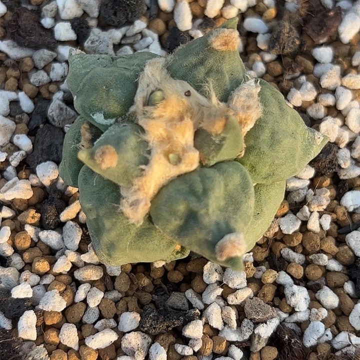 小***噻连山牡丹3个链接同一个